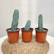 용신목 선인장 (1종), 1개