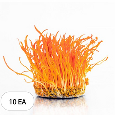 감성먹거리 성재모 동충하초 건초, 50g, 10개