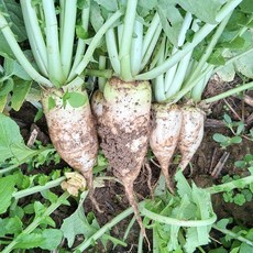 알타리 초롱 천수 무 총각무 초록무, 1박스, 알타리무 10kg