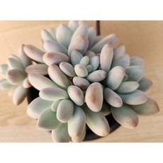 정화다육 다육식물 휴레뉴 자연군생, 1개