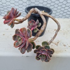 [수암다육] 제스타 단품 Echeveria 'Zesta' 다육 아프리카식물 다육식물 수입다육 플랜테리어 355, 1개, .