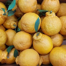한라봉 가정용 2kg 중대과, 1개, 상세페이지 참조