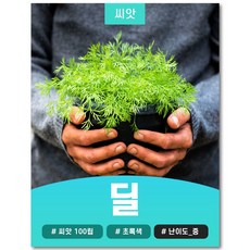 허브 딜 콤파토 씨앗 100립, 500개