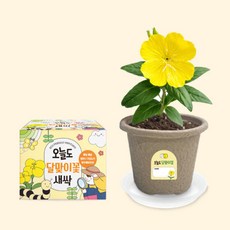 오늘도새싹 식물키우기 달맞이꽃 미니화분