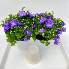 더블캄파눌라 겹캄파눌라 1+1 봄 꽃추천 관상용 다이노플라워, 1세트