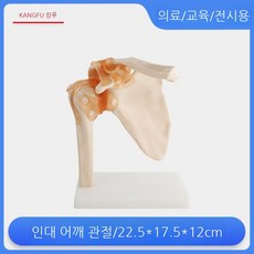 척추 모형 추간판 교육용 탈출증 무릎 어깨 손 발 골격 모델 척추병원, 5. 인대 어깨 관절