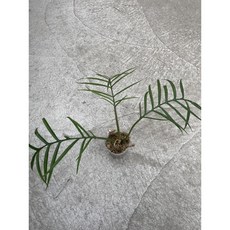 霏霏園藝魚骨蔓綠絨(細)一棵特價 安全無毒 打造寵物綠意空間, 1個