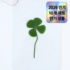 네잎클로버 생화 코팅 카드 선물, 10개, 초록