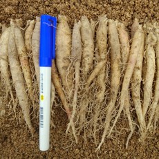 모종 더덕 씨더덕 더덕모종 종근 경기포천산 1~2년근 12뿌리 100뿌리 (개 0.8kg내외), 40개