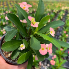 숲을그리다 꽃기린 가시나무 다육이 10센치 1개, 분홍