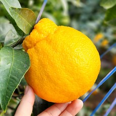 국내산 울팜 제주 고당도 한라봉 제철 과일 소과 중과 혼합, 1개, 한라봉 5kg(소과)