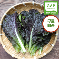 신선한 모듬 쌈채소 적겨자 꽃상추 로메인상추 청로메인상추 청상추 케일 쌈용 케일, 1박스, 적겨자 1kg