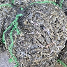 선주직송 칠게, 1박스, 생물 1kg