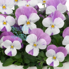 비올라 핑크윙 6개 일년생 식용꽃 봄장기개화 규격10cm포트묘 천지가야생화