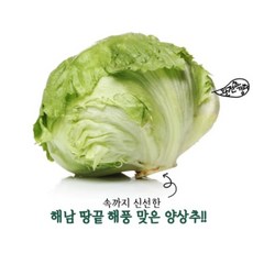 땅끝 해남 해풍맞은 양상추 (개당 650g내외) 1입 2입 4입 / 해남직송 lettuce, 1개