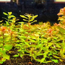 [미초 신상] 달팽이 없이 키우기 쉬운 마크란드라 미니버터플라이 그린 수초 3개 / 치어 수초/ 구피 수초/ 생화 수초