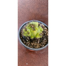 팅커벨 암석주, 1개