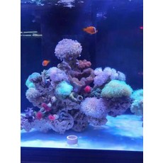 셀렉트하루 데드락 어항 장식 산호, 코카티아 분말, 1개, 기본 색상