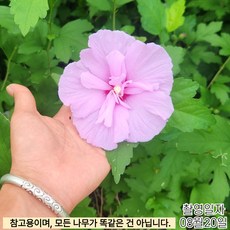 라벤더 쉬폰무궁화 포트묘 유럽 겹꽃 쉬폰 무궁화나무 라이트 퍼플꽃 조경나무 무궁화 묘목 (같이가치농원), 1개, 단일