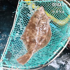 남해 자연산 손질 도다리, 1개, 800g