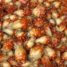 국내산 활 앵치멍게 4kg+2kg 총 6kg