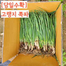 [당일수확] 국산 강원도 영월 고랭지 쪽파 흙쪽파 노지쪽파, 1개, 3kg