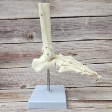 인체 발 관절 모형 발뼈 해부학 발가락뼈 가동형 구조 스탠드, 1세트, 인대없음