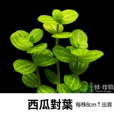 《林作物》水草 西瓜對葉 稀有水草 水中葉 中景 耐熱 不需CO2 新手級 陽性草 水族, 每份6株