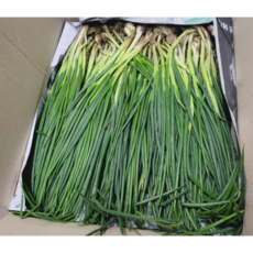 수확한 싱싱한 흙쪽파 쪽파 파김치 김장용 쪽파 산지직송, 2kg, 1개