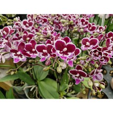 [신라난농원]호접란 블랙라벨.크라운.예쁜와인색의핑크색립프.신한상품.인기상품.필독뒷사진참고., 1개