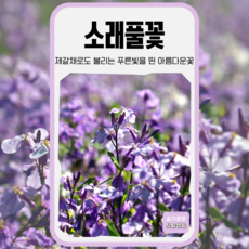 소래풀꽃 씨앗 500립 세계종묘 종자 모종 씨 꽃씨 야생화 일반종 제갈채종자, 1개
