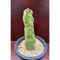 [허니다육] 선인장 복녹수몬스터