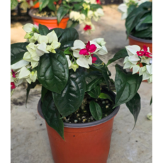 식물교감 덴드롱 덴드론 공기정화식물 인테리어식물, 2개