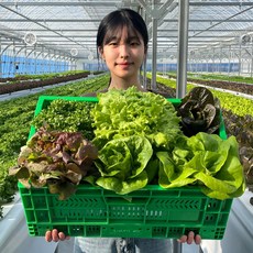 당일수확 수경재배 유러피안샐러드 유럽 상추 채소야채 쌈채소 쌈추 로메인 버터헤드, 500g, 1박스