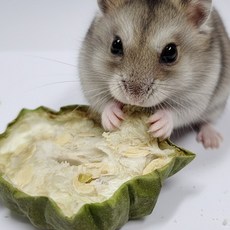 햄스터 천연 건 수세미 10g, 1개