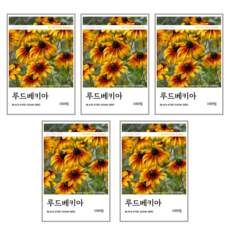 루드베키아 씨앗 1000립, 5개