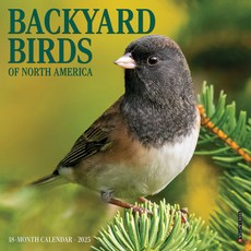 (영문도서)Backyard Birds 2026 7 X 7 Mini Wall Calendar Spiral, Willow Creek Press Calendars, English, 9781549253447