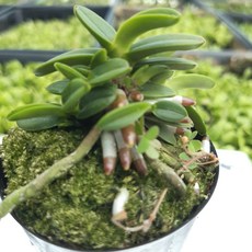 [숯돌꽃농원] 풍란 흑진주 소엽풍란 천재 처럼 극소형 부귀란 단엽 소품 풍란원, 1개