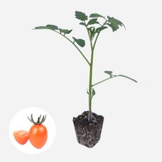 새마을총각 대추방울토마토모종 오렌지, 2개
