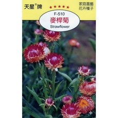 天星牌 麥桿菊Strawflower 種子 – 野菜部屋穗耕種苗, 1個