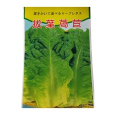 拔葉萵苣種子 家庭園藝蔬菜種子 新手易種 陽台庭院種植, 1個