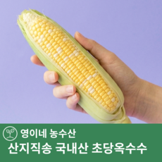 [한정특가] 16brix 국내산 초당옥수수 산지직송, 1박스, 특품 10개