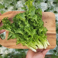 쉐프의정원 농장에서 바로 치커리 2KG, 단품, 단품