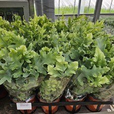 1+1 그린식물팜 다바나고사리 반려식물 공기정화, 1개