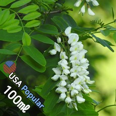 E041 아카시아앤허니 100ml (Acacia Honey) 프래그런스오일 캔들 디퓨저 향수, 1개