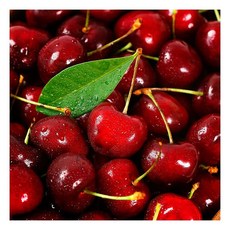 항공직송 고당도 생 체리 프리미엄 특품 특대과 9.5R 300g184372