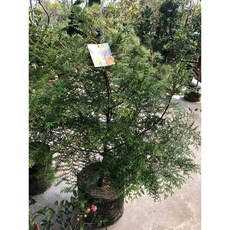 霏霏園藝紅檜8吋美植盆栽 高約100公分 8-9年苗木 居家綠植首選, 1個