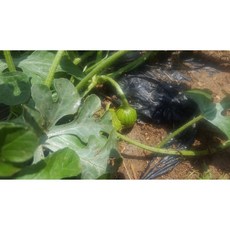 접목 애플수박 모종 1주 [청주명품모종백화점 티움], 애플수박모종, 1개