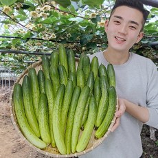 오이 백다다기 오이지용 소박이용, 특등급 25개 (소박이용/5kg), 1개