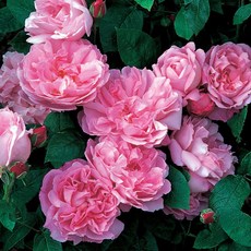 瑪麗玫瑰 7-8吋盆 英國大衛奧斯汀玫瑰 灌木 豐花, 1個